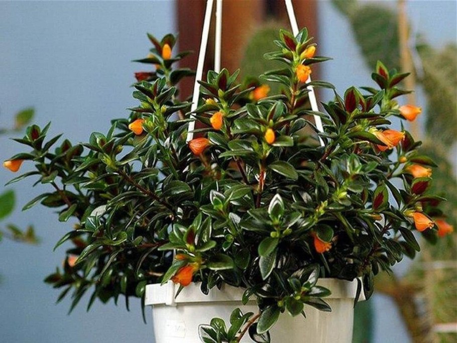 Нематантус грегариус