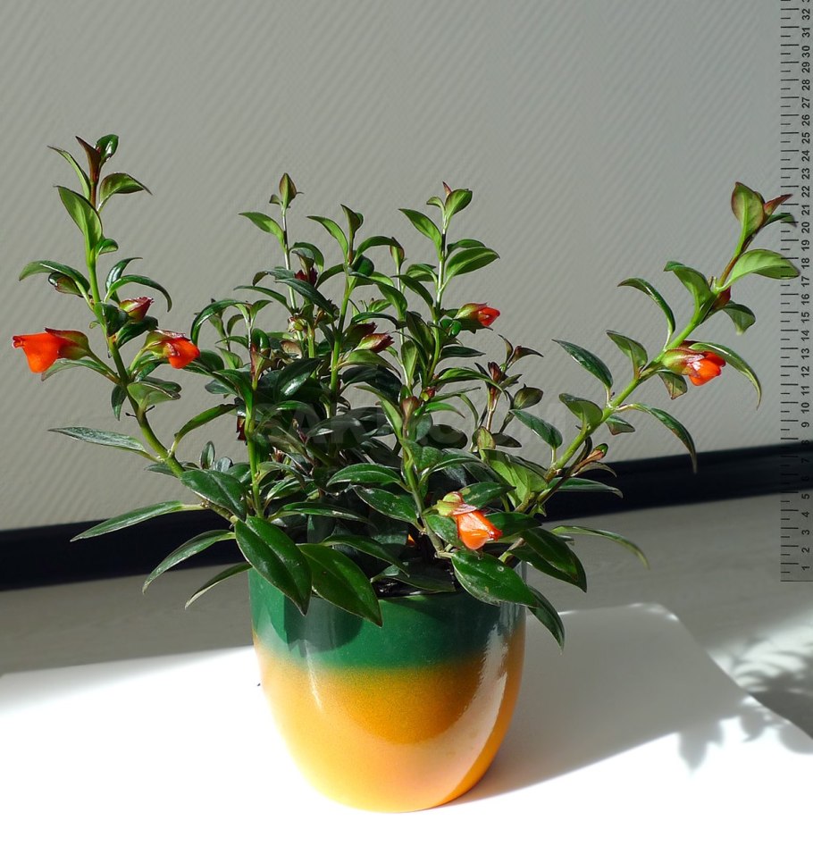 Гипоцирта ампельная