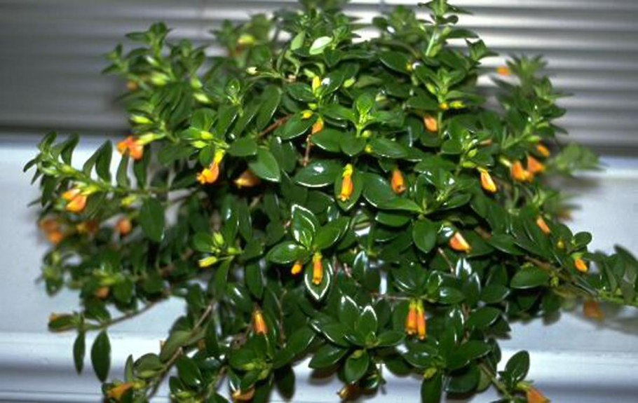 Гипоцирта Монетная