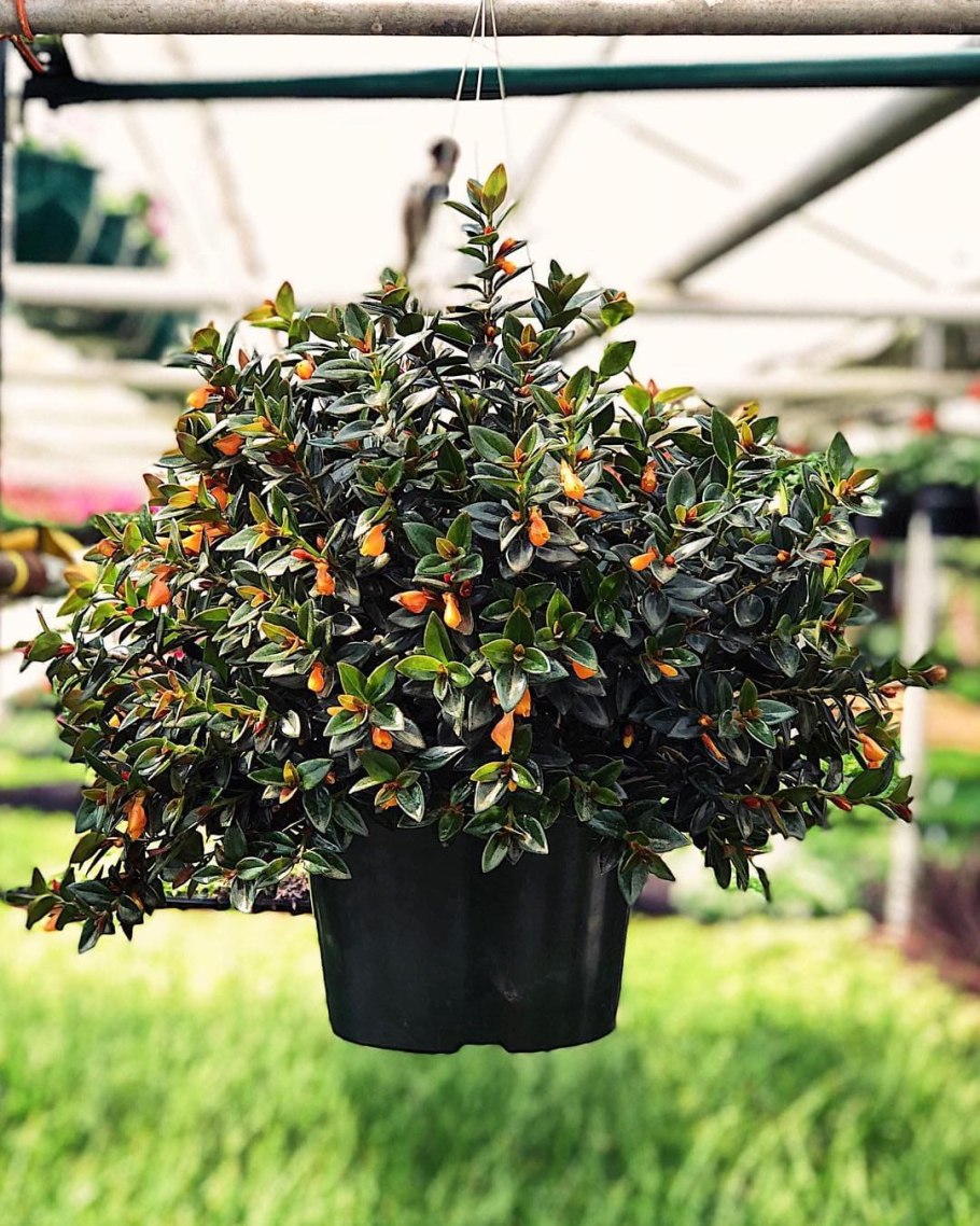 Гипоцирта нематантус