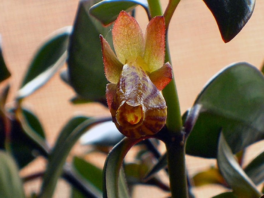 Нематантус гибридный