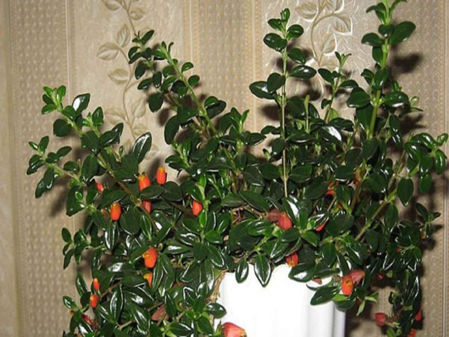 Нематантус цветение