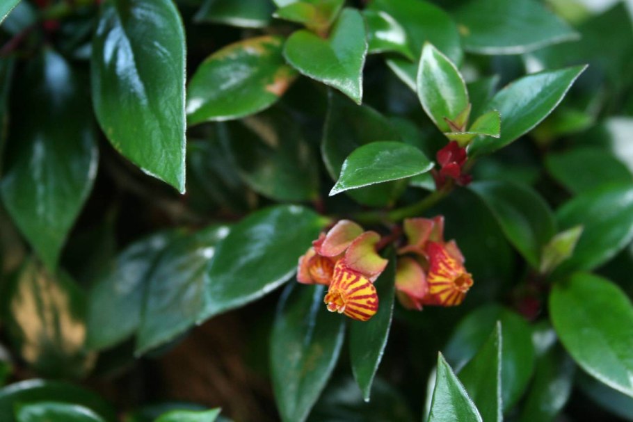 Нематантус (Золотая рыбка цветок)