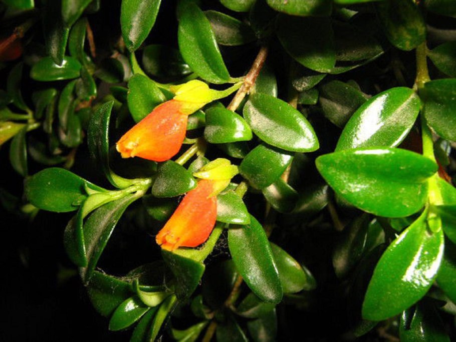 Нематантус Тропикана