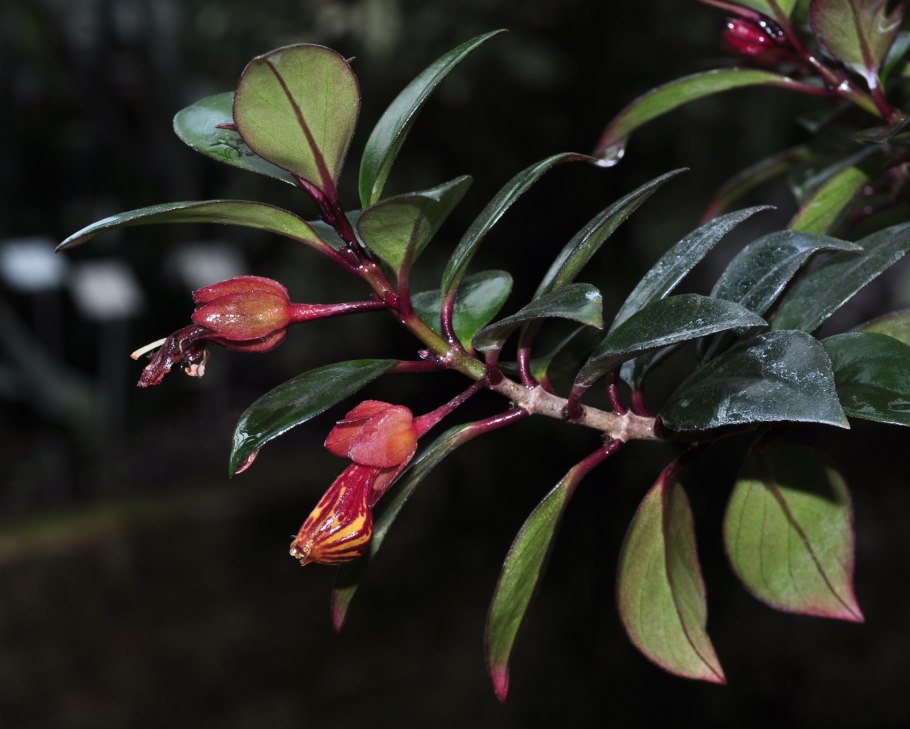 Нематантус Золотая рыбка