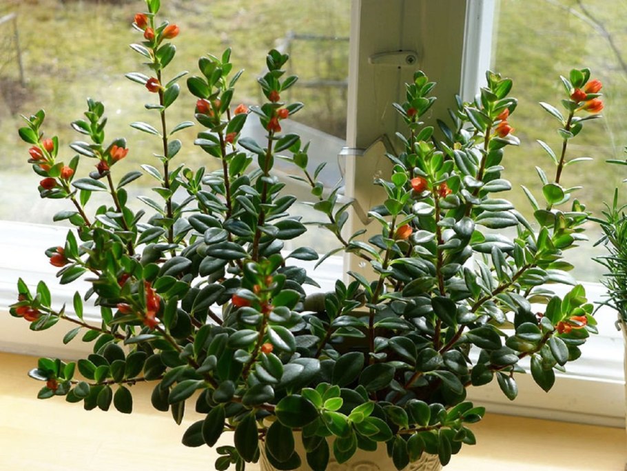 Гипоцирта Глабра