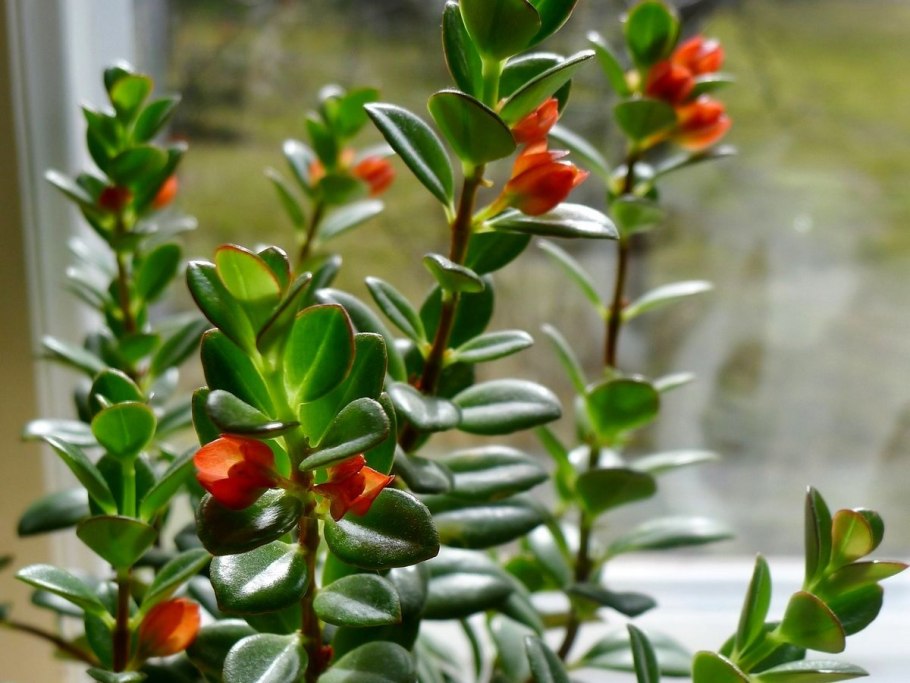 Нематантус Золотая рыбка