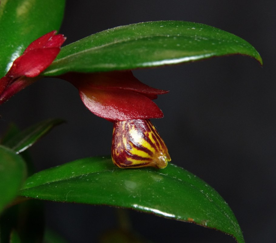 Нематантус тропикана