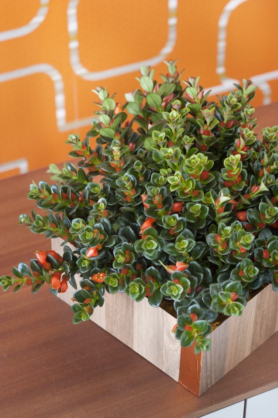 Нематантус грегариус