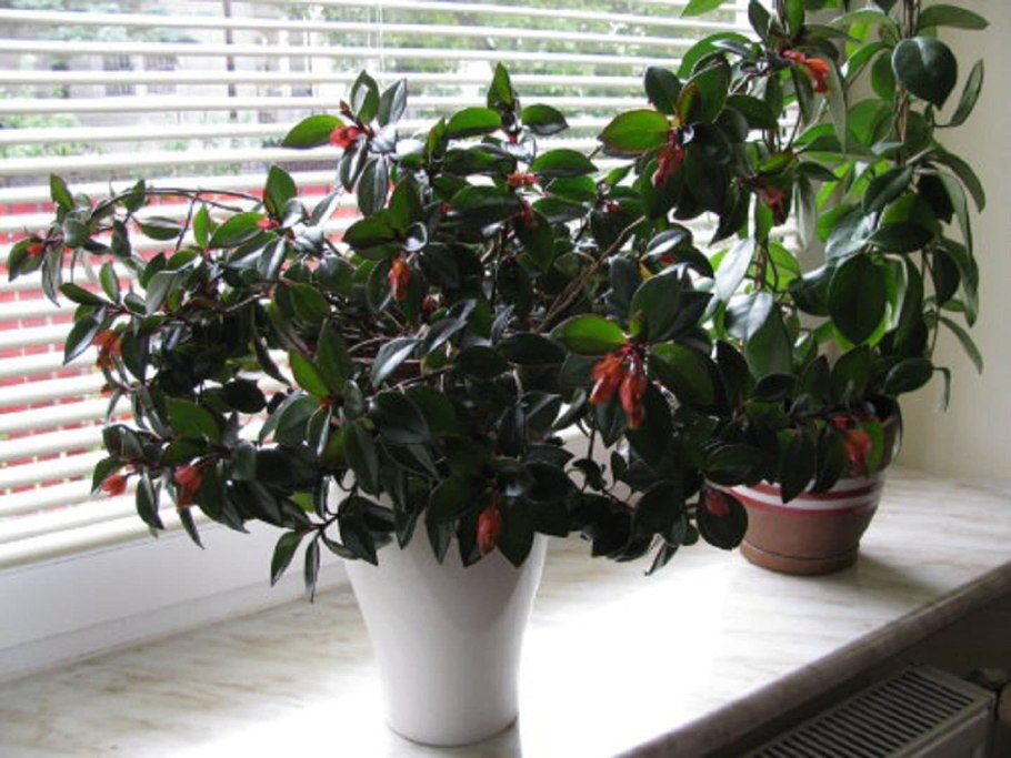 Гипоцирта нематантус