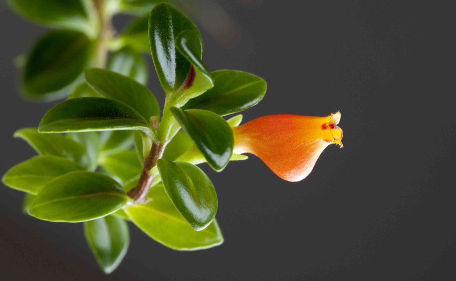 Гипоцирта Монетная