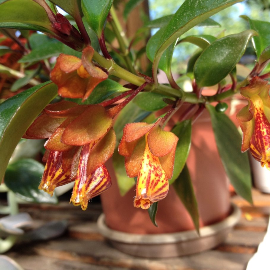 Нематантус Тропикана