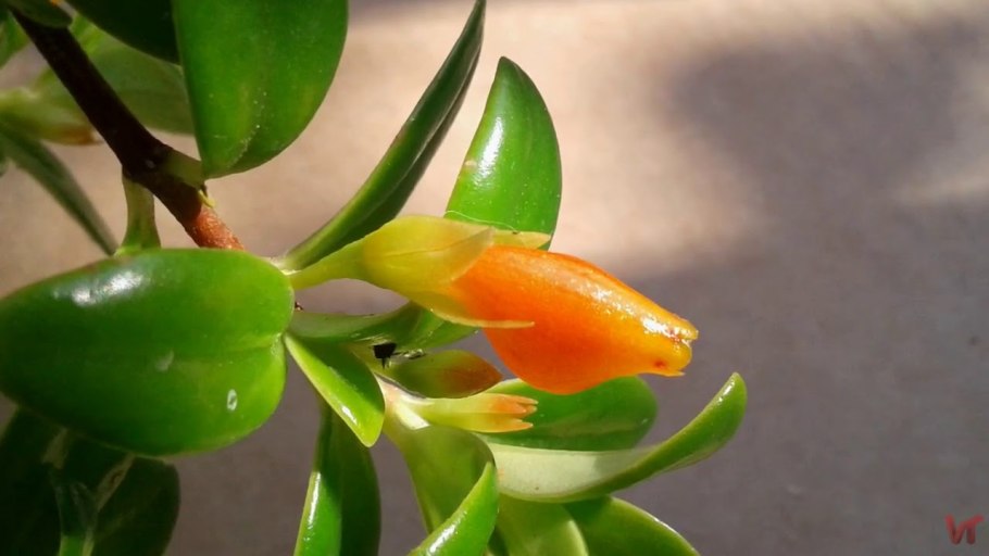 Нематантус золотая рыбка