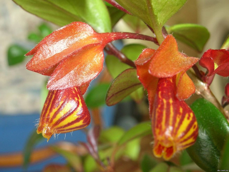 Нематантус красный