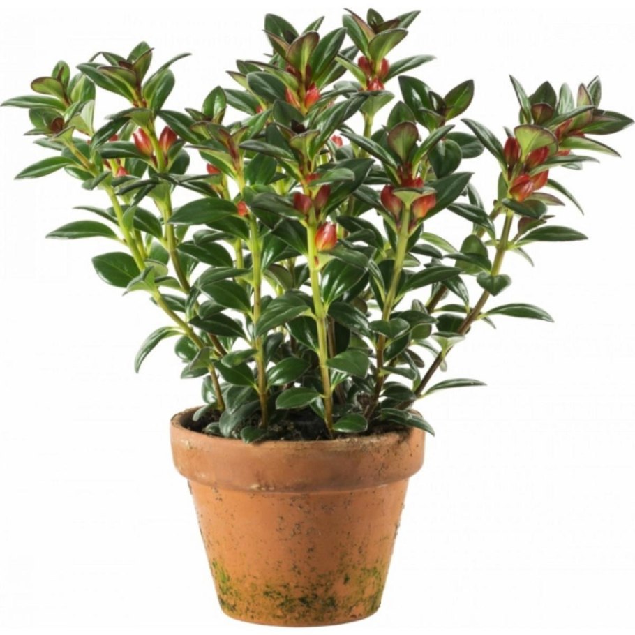 Растение нематантус