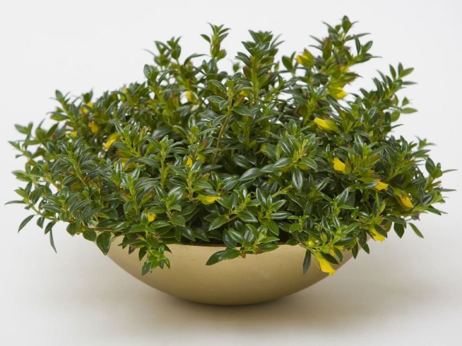 Нематантус растение