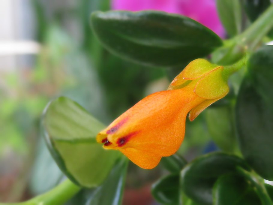 Нематантус (золотая рыбка цветок)