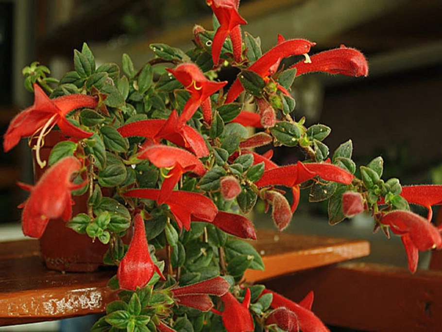 Колумнея банкса