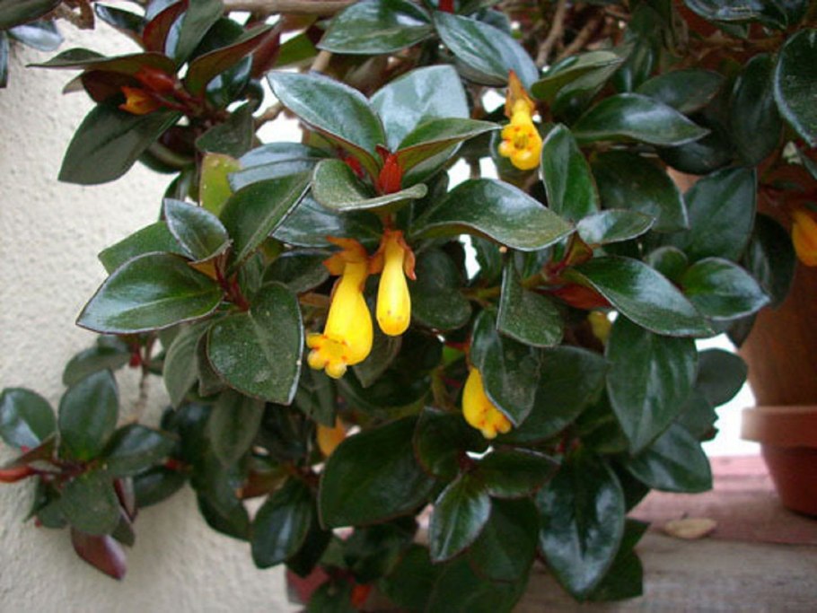 Гипоцирта Монетная