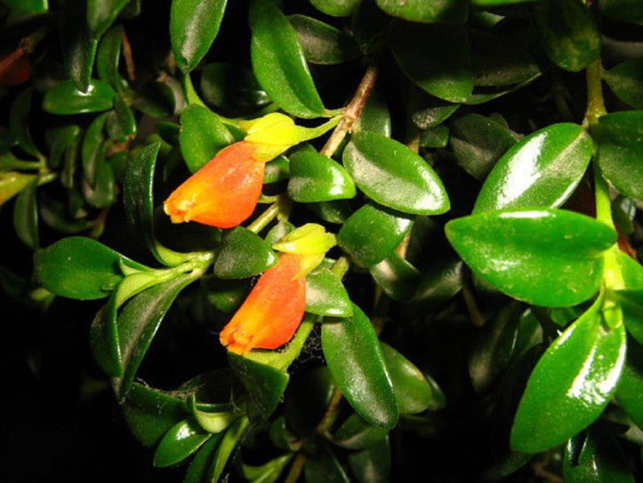 Гипоцирта ампельная