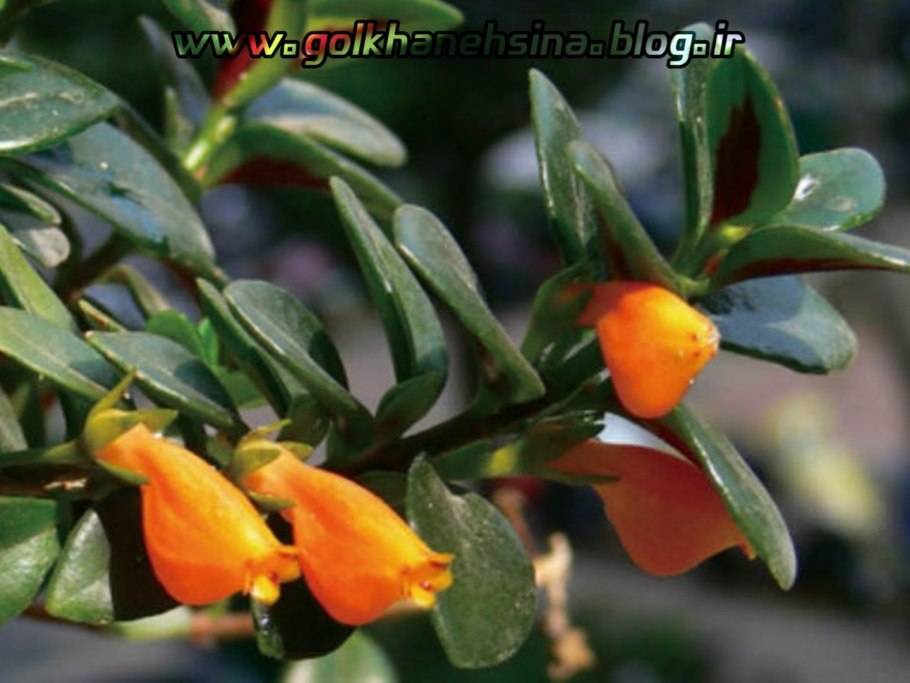 Гипоцирта нематантус