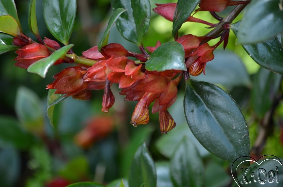 Эсхинантус и нематантус