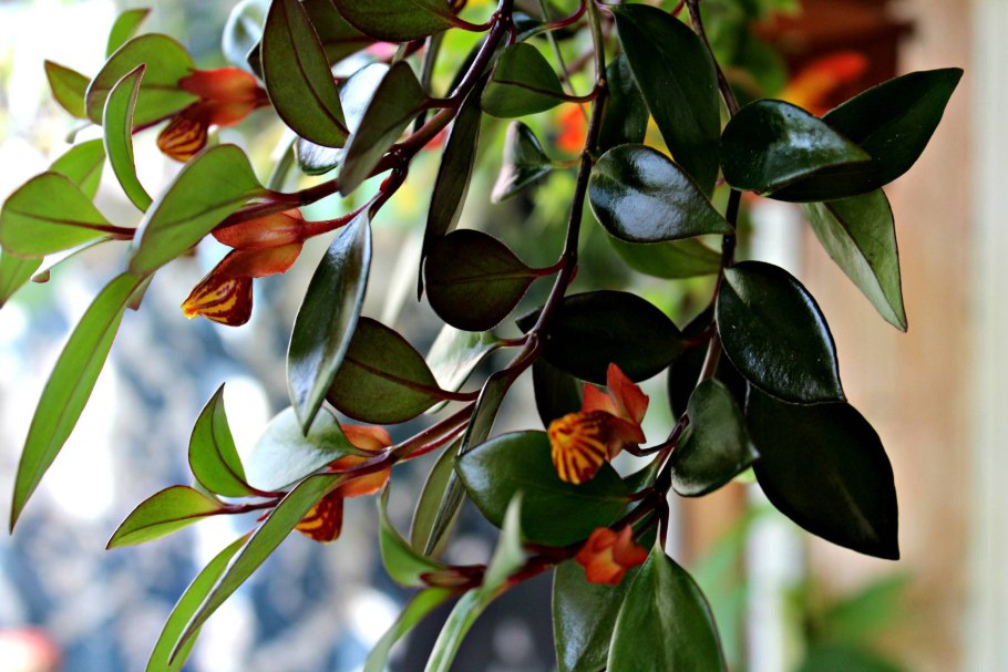 Гипоцирта нематантус