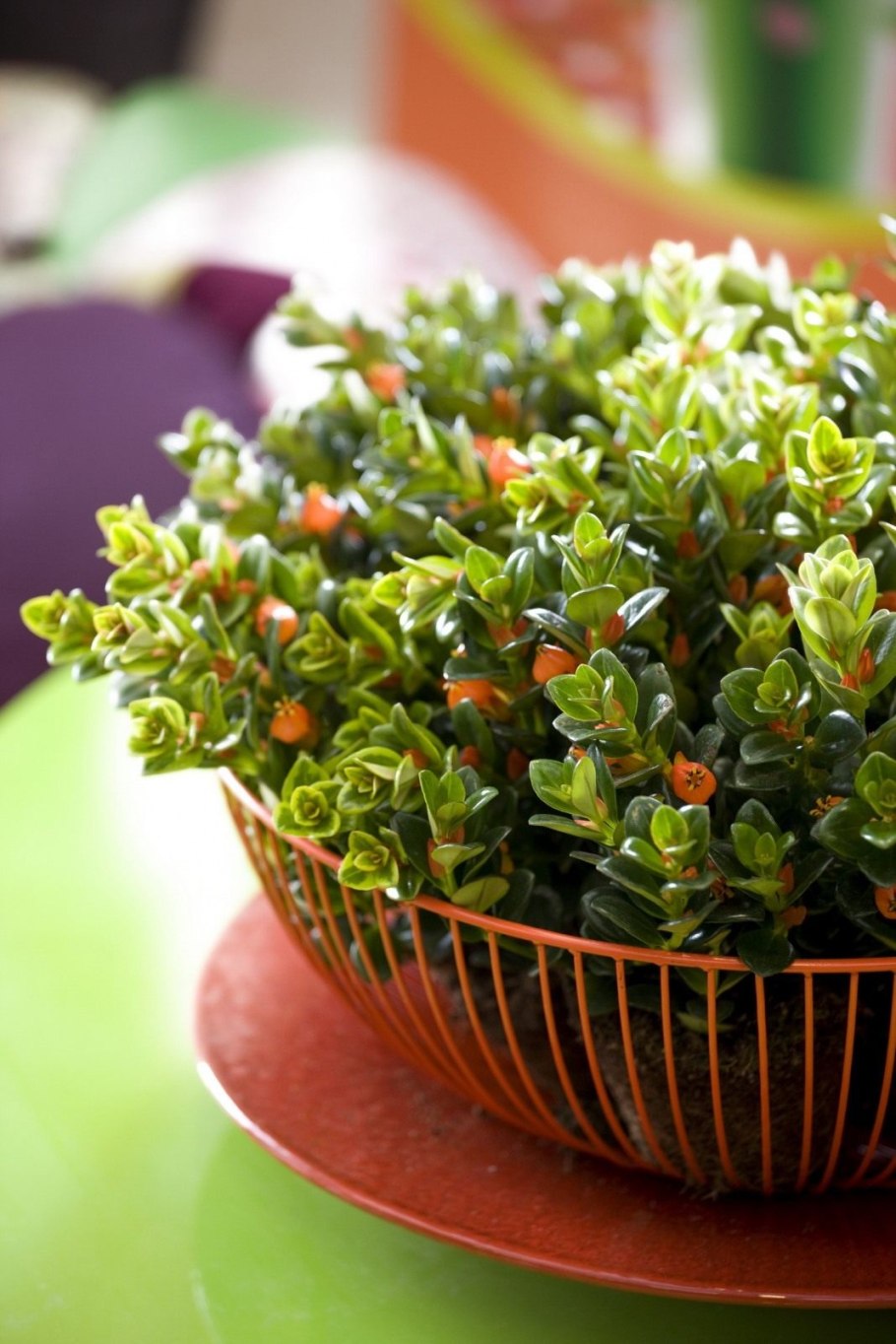 Нематантус ампельный