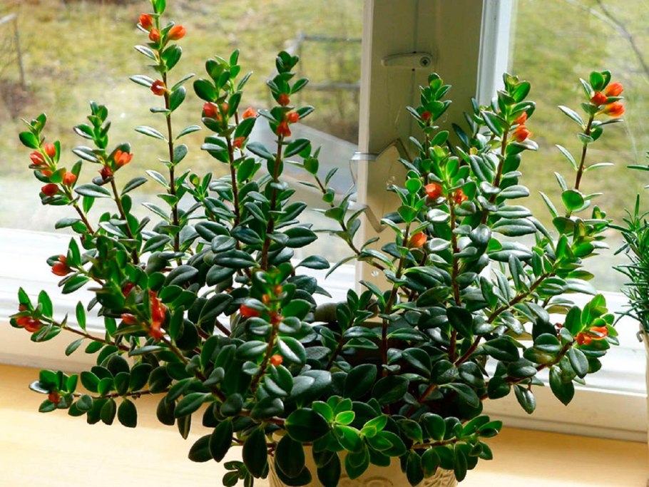 Гипоцирта лысая