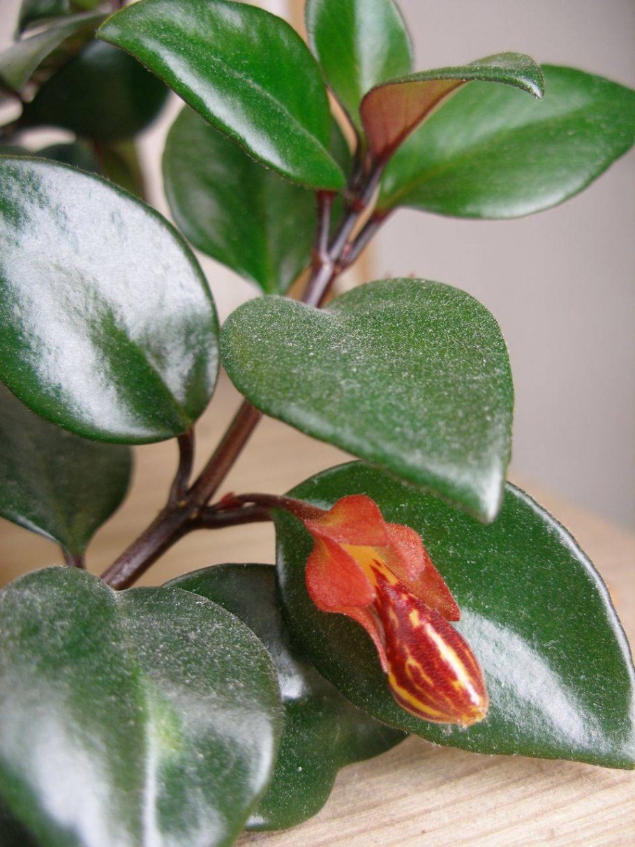 Гипоцирта сбрасывает листья что делать