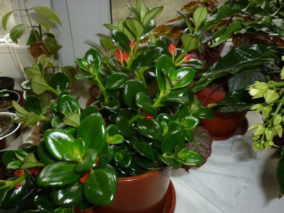 Нематантус (Золотая рыбка цветок)