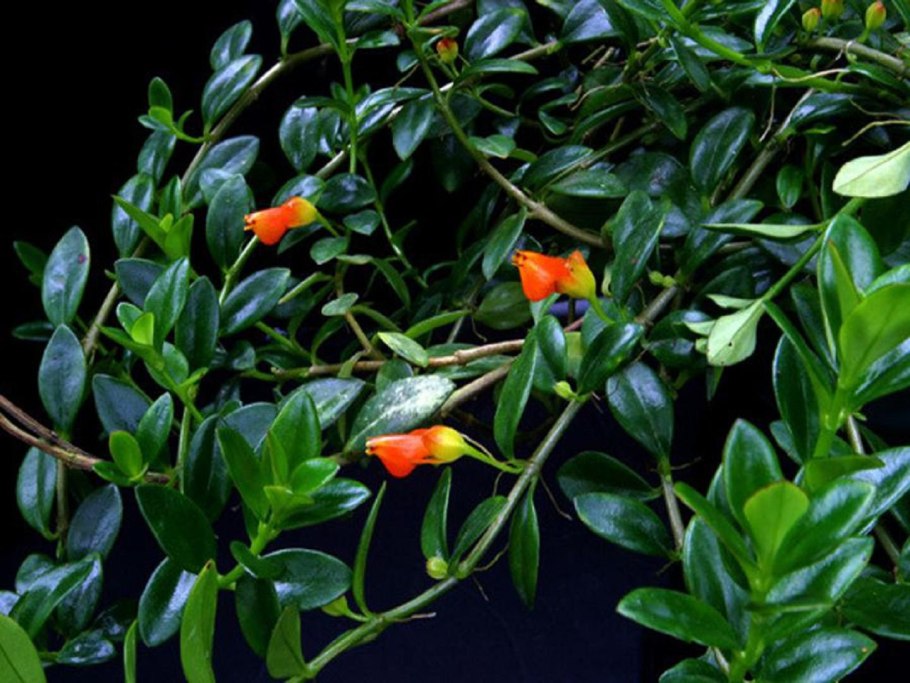 Гипоцирта Монетная