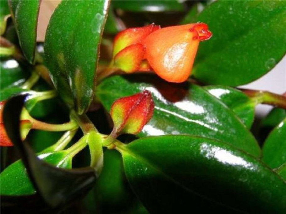 Нематантус золотая рыбка