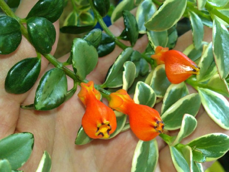 Нематантус (Золотая рыбка цветок)