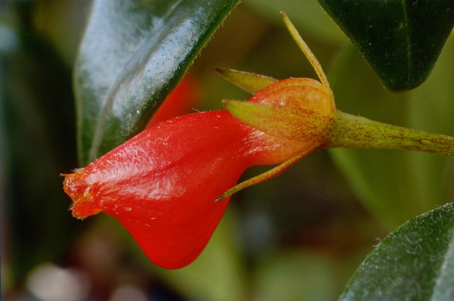 Carangola Nematanthus