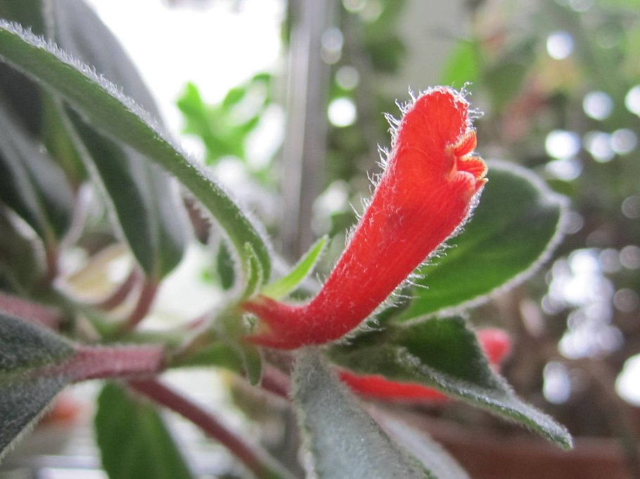 Колерия eriantha