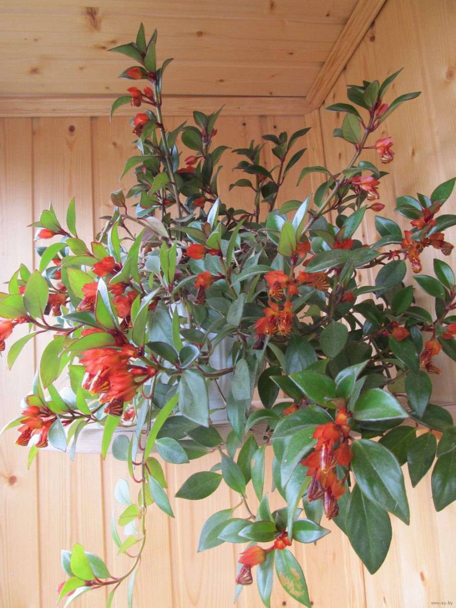 Колумнея hirsuta