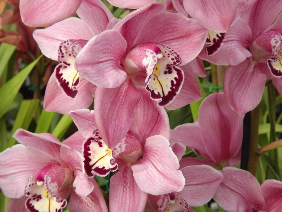 Орхидеи цимбидиум