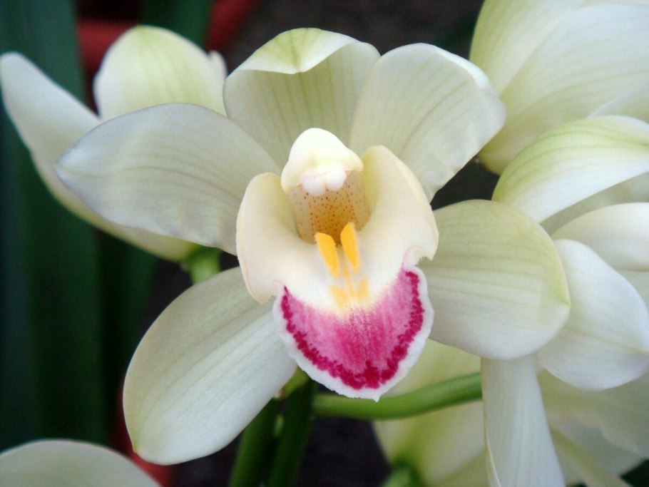 Цимбидиум цветок