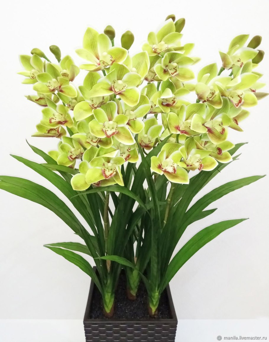 Орхидея цимбидиум в горшке