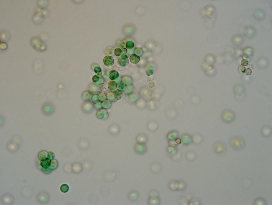 Фитопланктон нанохлоропсис