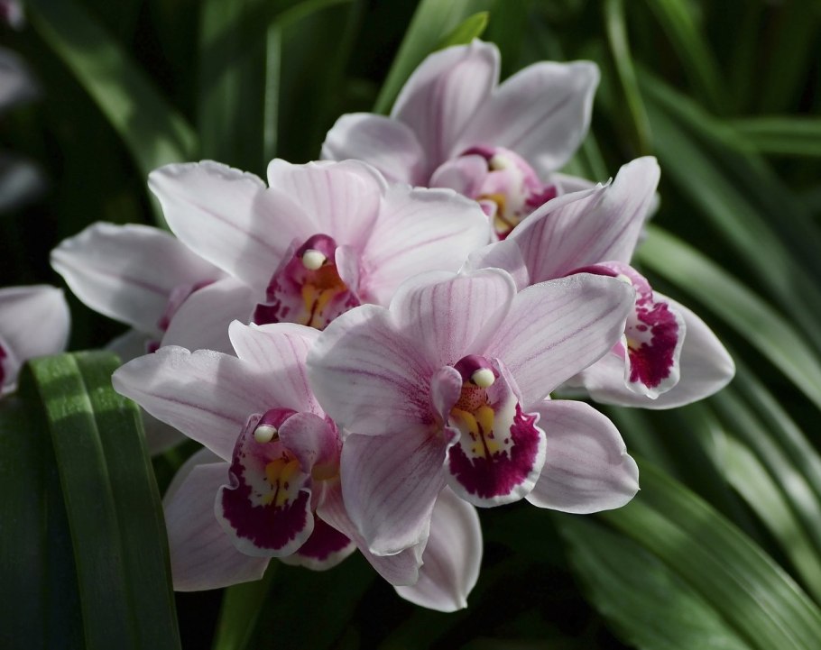Орхидея cymbidium