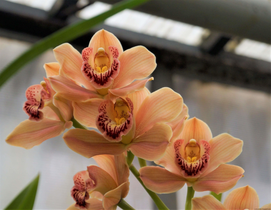 Цимбидиум орхидея