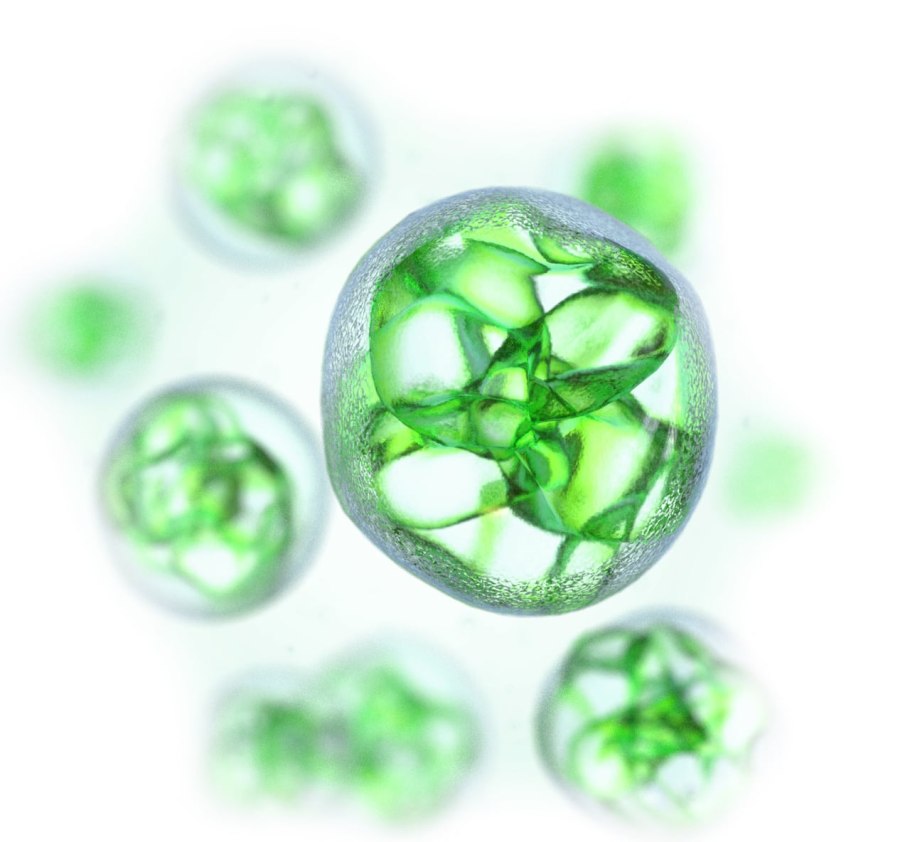 Galdieria sulphuraria