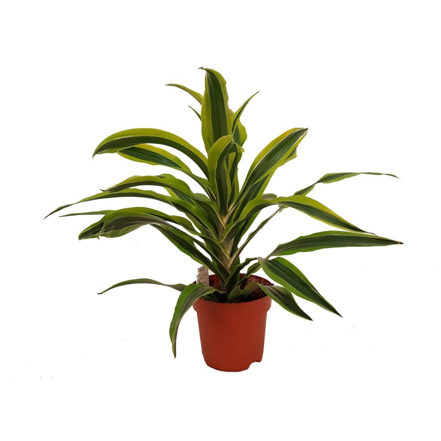 Драцена деремская Schriveriana