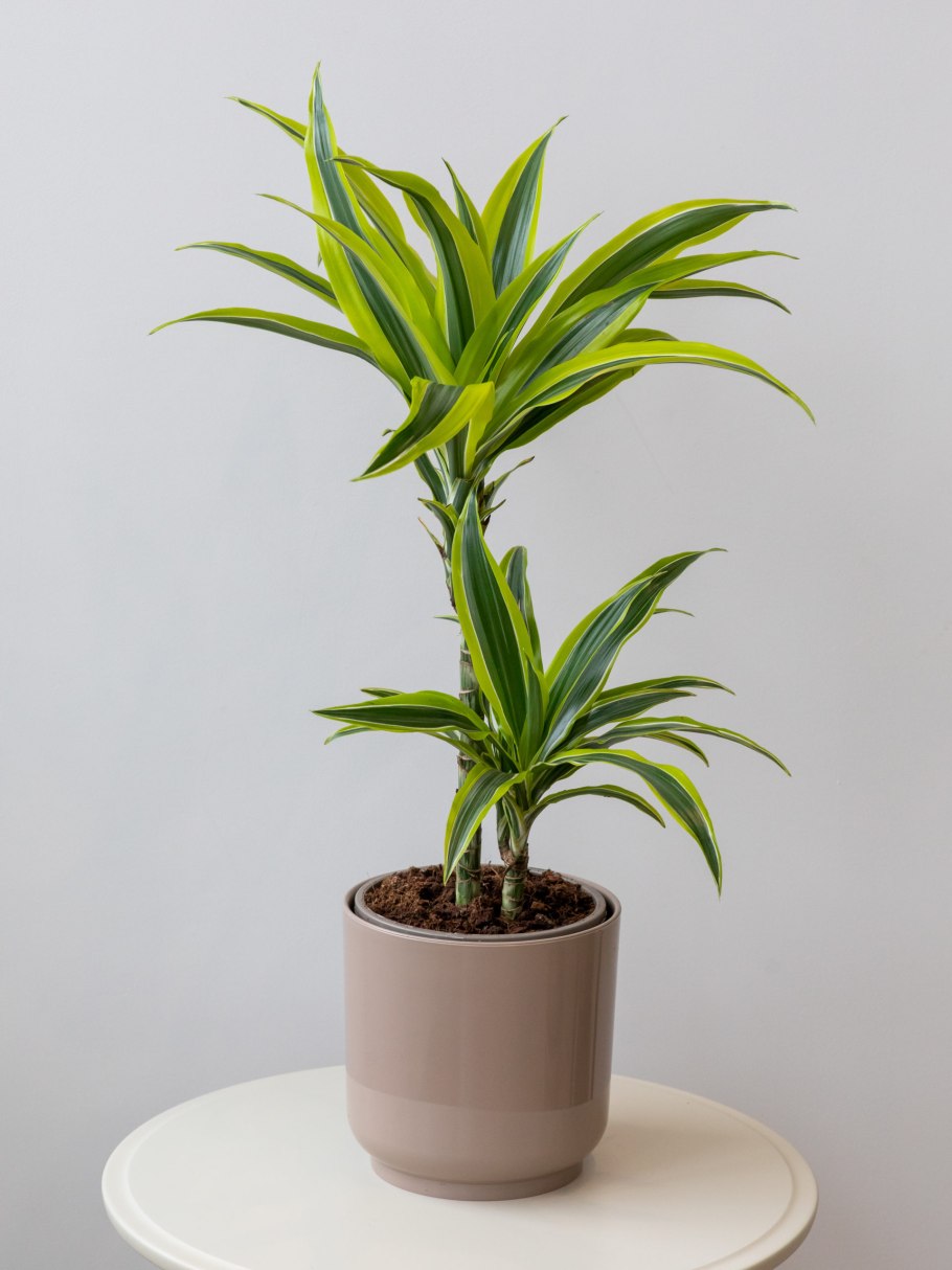 Душистая (Dracaena fragrans)