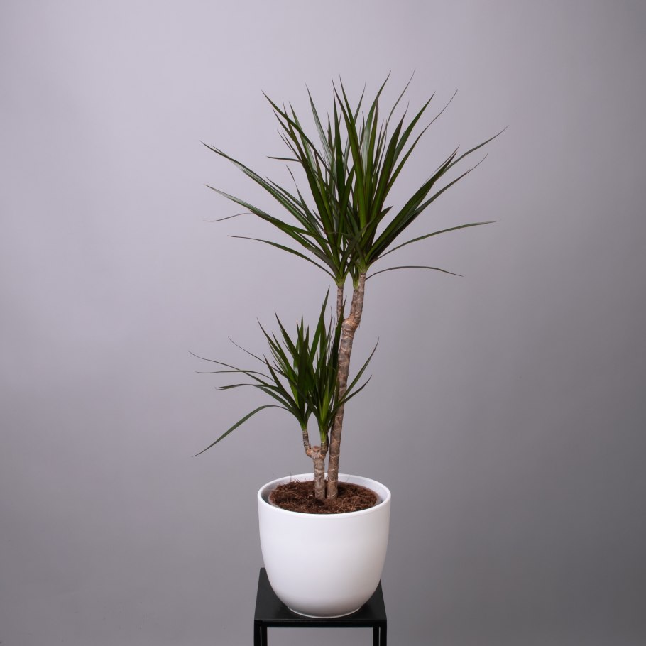 Драцена лайм