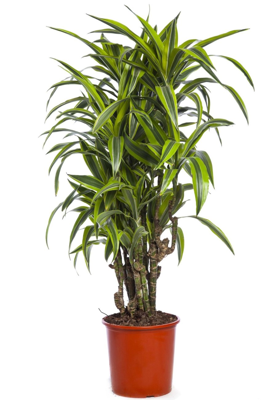 Драцена фрагранс