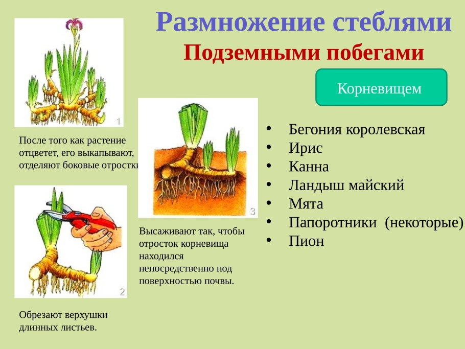 Вегетативное размножение видоизмененными побегами