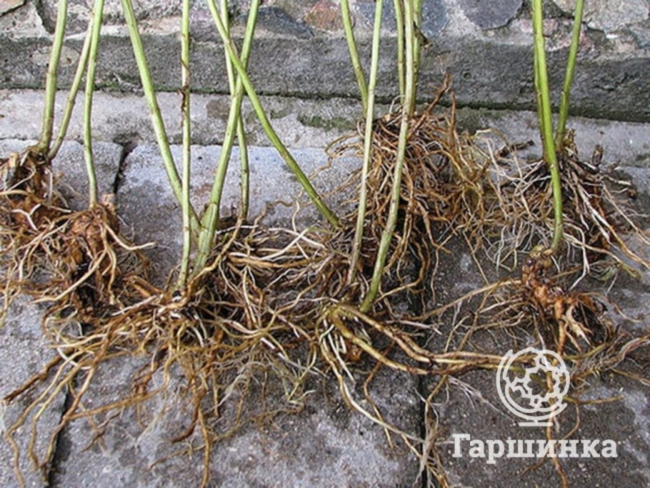 Деление корневищ флоксов